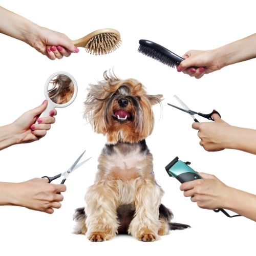 Yorkie surrounded by grooming tools