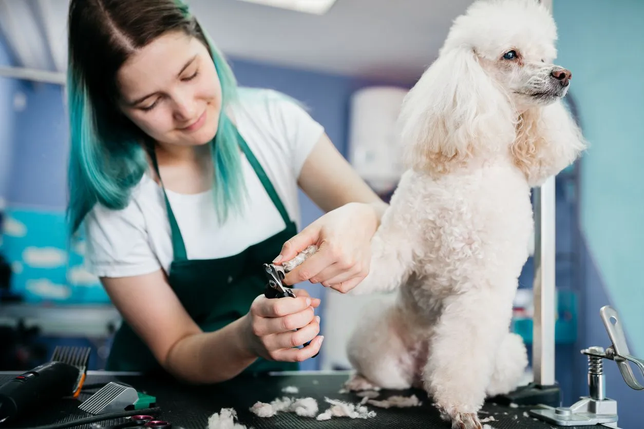 Groomer carefully tending to a poodle